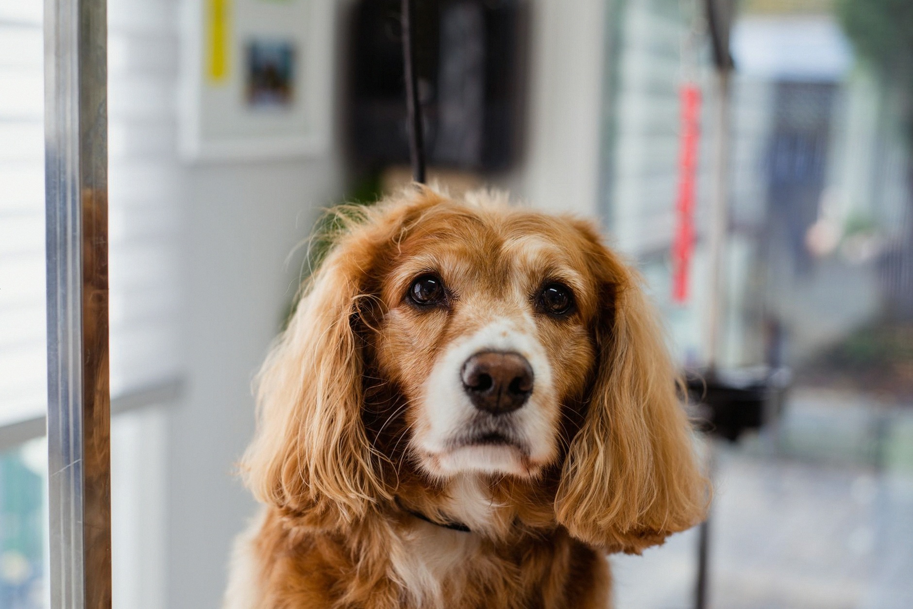 Adorable spaniel dog with fluffy ears looking directly at the camera indoors.