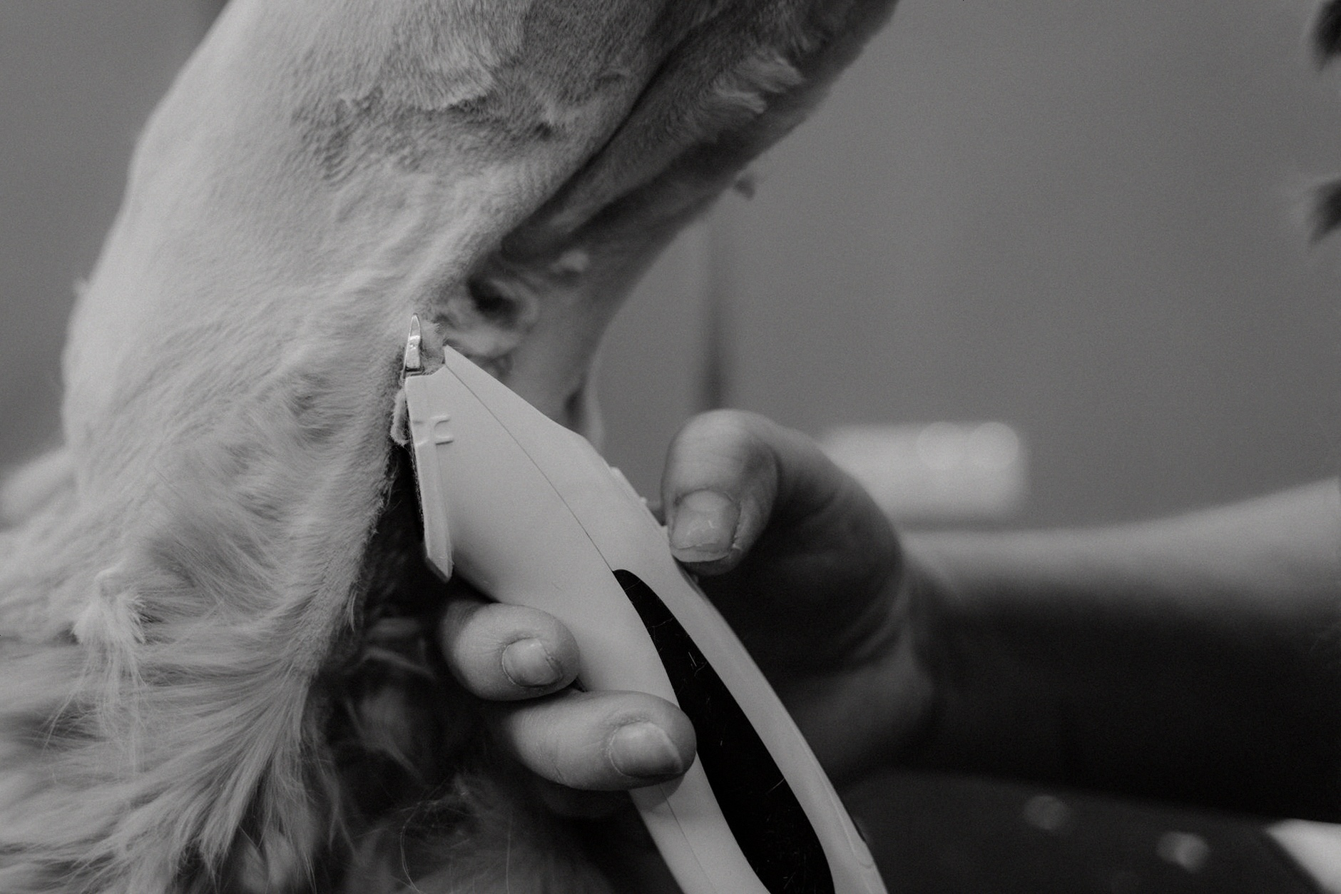 A detailed black and white close-up of a pet grooming session with an electric shaver.